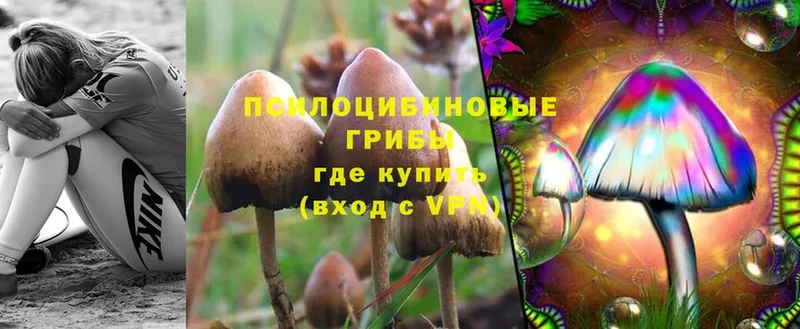 Псилоцибиновые грибы Magic Shrooms  Саратов 